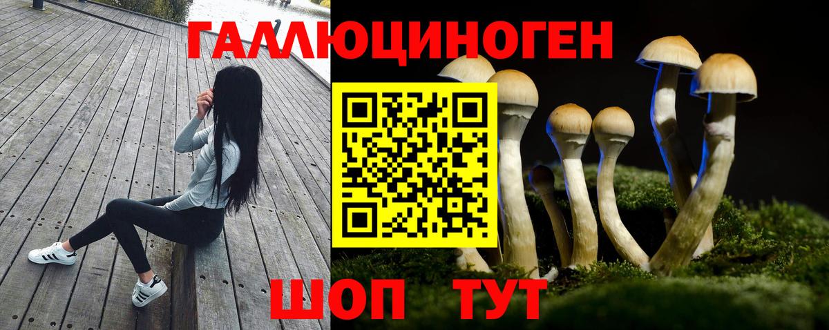 Шебекино  Псилоцибиновые грибы Psilocybine cubensis  Вход с VPN 